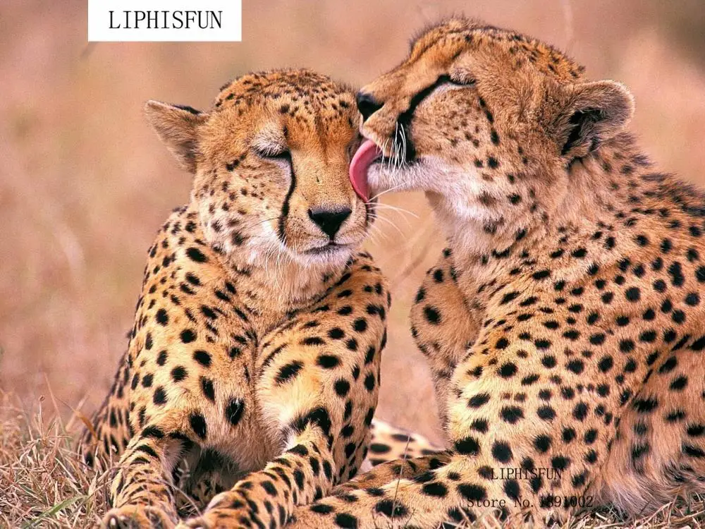 Полный Вышивка два для Львы Cheetah поделки алмазов картина 5D мозаика квадратных