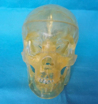 

Transparent Human 1:1 anatomy skeleton Hand Skeleton Medical Anatomical Model brain skull model medical instruments