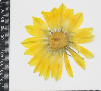 

10pcs 10cm Pressed Dried Gazania Rigens Moench Flower Plant Herbarium For Jewelry Bookmark Phone Case Invitation Card Making DIY