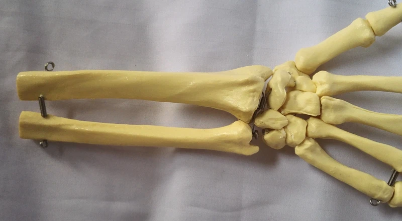 Человеческий скелет Ulnar Humerus ручной шарнир медицинская модель скелета обучающая модель игрушки биология анатомическая модель