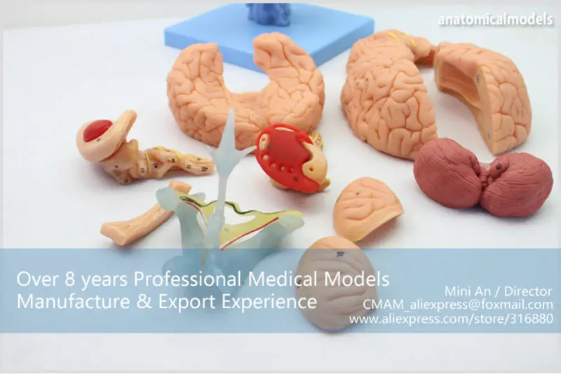BRAIN06 CMAM BRAIN ANATOMICAL MODEL 15-PARTS 5