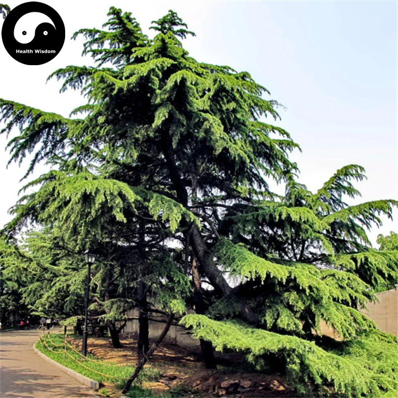 Buy Cedrus Deodara Tree Semente 50pcs Plant Himalayan Cedar Tree