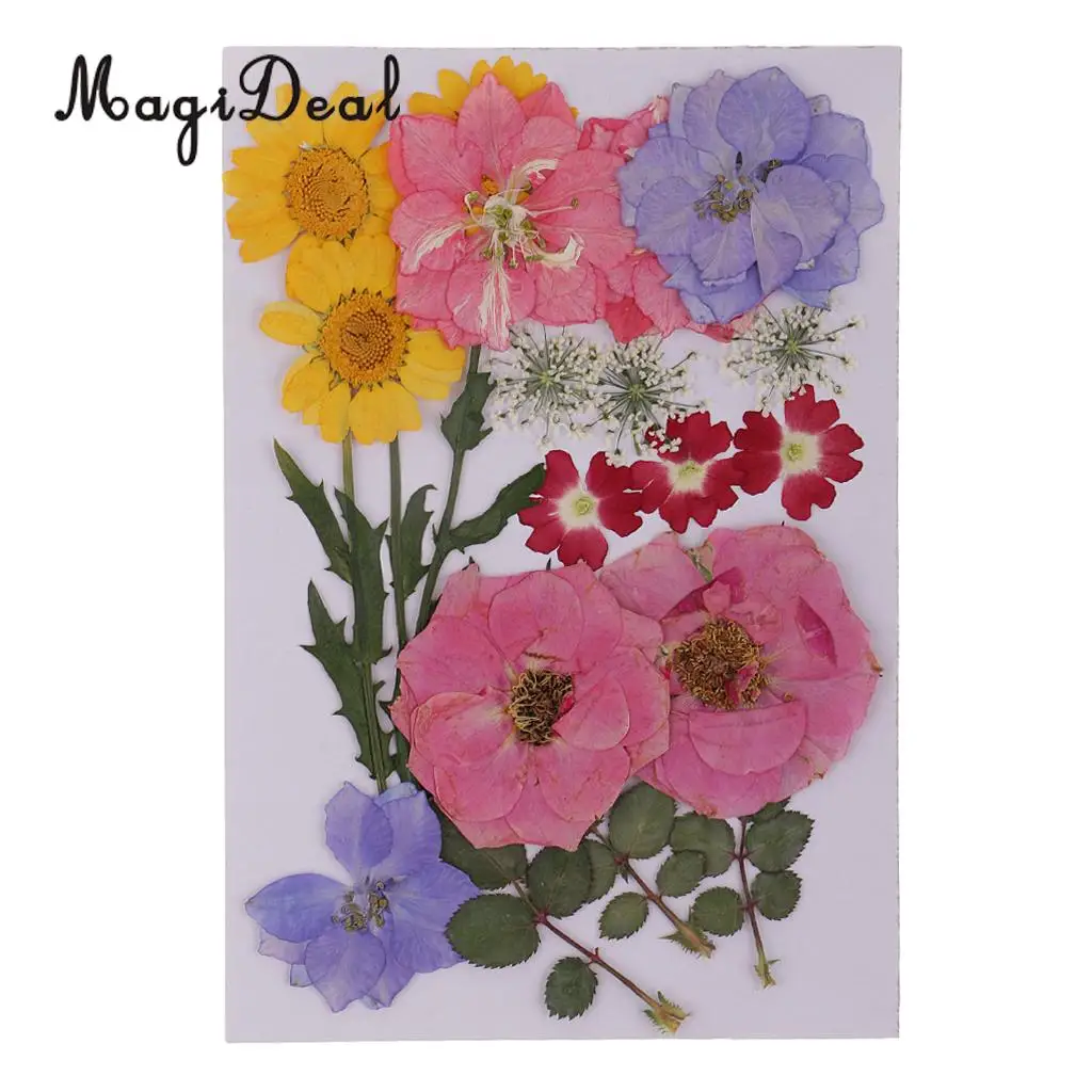 Beautiful Multiple Real Pressed Leaves Natural Dried Flowers for Art Craft Scrapbooking Card Making  Resin Jewelry Craft DIY