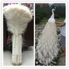 20 piezas al por mayor, hermoso Ojo de plumas de pavo real blanco, 70-80 cm / 28-32 pulgadas, celebración decorativa, puesta en escena diy ► Foto 1/6