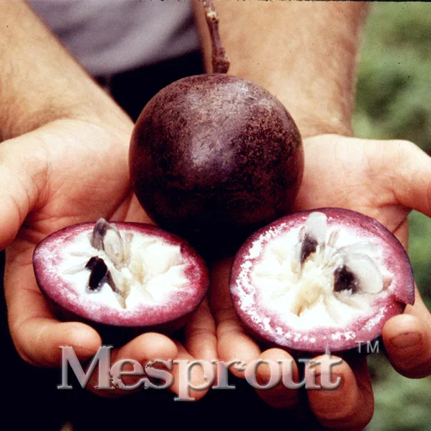 

Bonsai Fruit Bonsai 30PCS Milk Fruit Bonsai Fruit Tree Outdoor Garden Bonsai Plants Bonsai Sementes Free Shipping