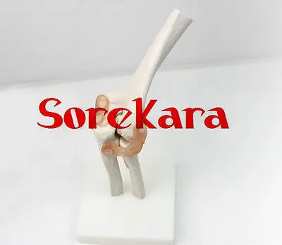 

1:1 Human Anatomical Elbow Joint Articulation Cubiti Skeleton Medical Model