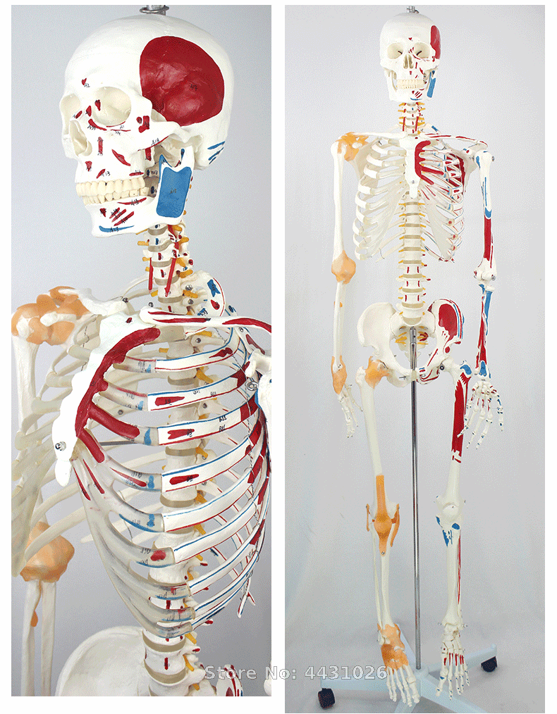 ENOVO 170 см модель скелетных мышц человека изгиб медицинский Йога тело рамки позвоночника образец