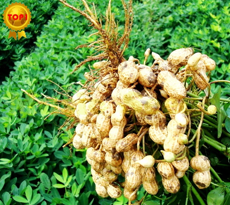 1Bag=10pcs BIG HOT SALE rare peanut SEEDS groundnut BONSAI