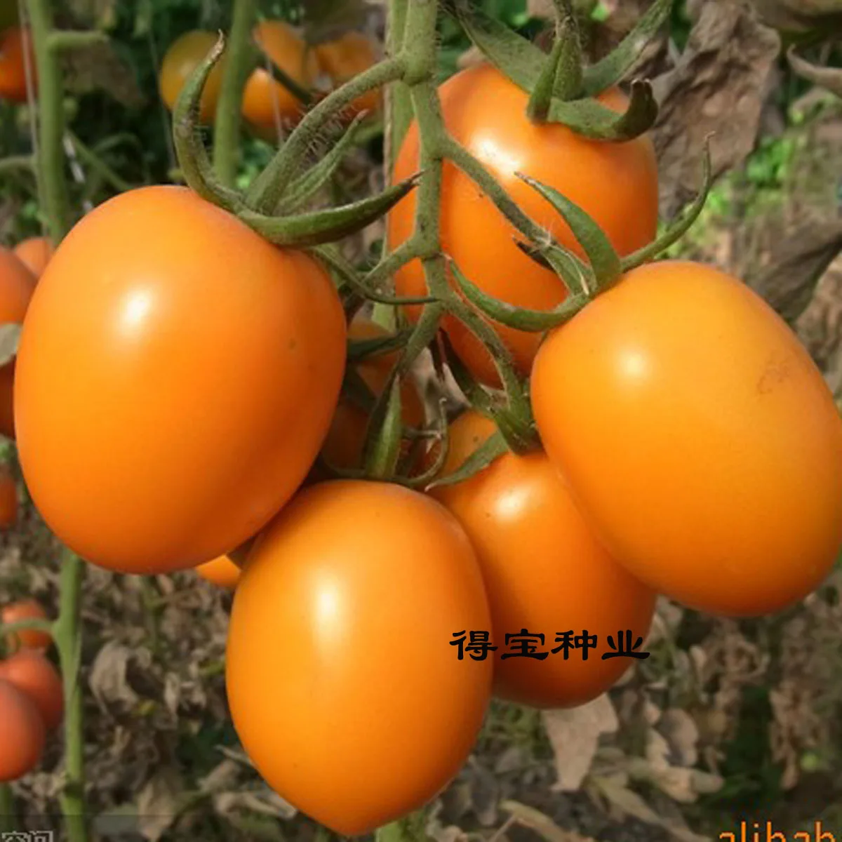 

Vegetable bonsai Yellow Cherries Fruit Cherries Small Tomatoes Tomatoes Balcony Potted Fruits And Vegetables bonsai 100pcs