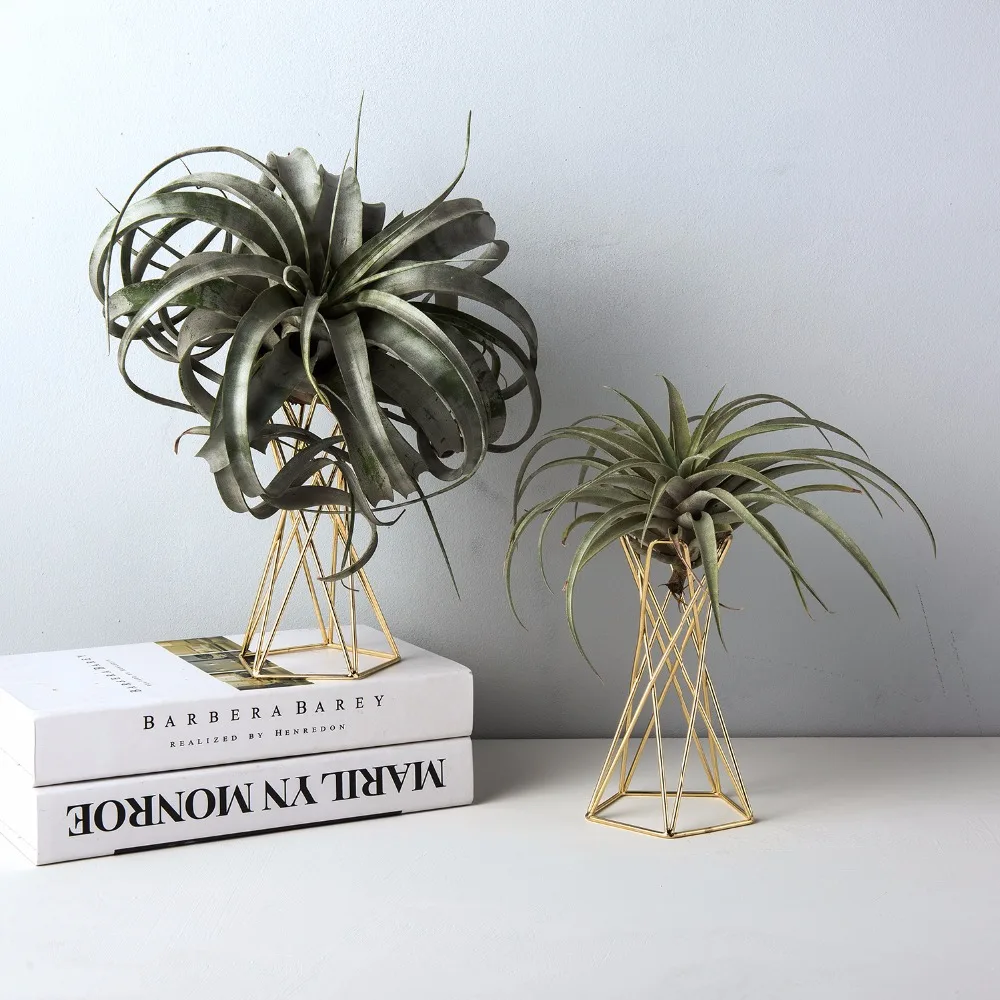 Набор из 2 Air Plant Stand подвесной держатель для растений тилландсия держатель Air Plant display Stand Streptophylla Air Plant Stand