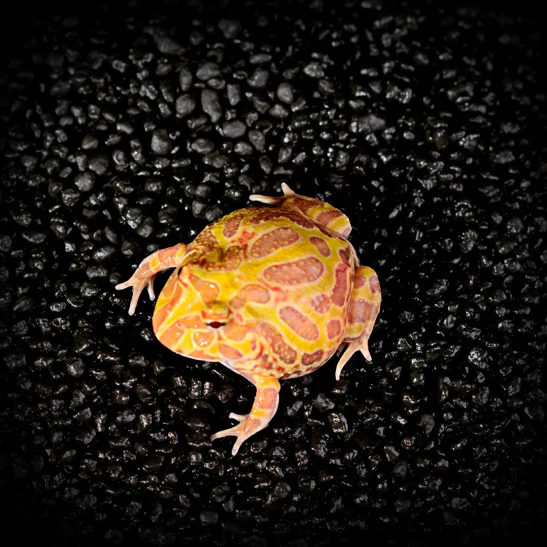 

Horned Frog Substrate Frog Bedding Activated Carbon Terrarium Vivarium Substrate Amphibian Substrate Bedding Easy to Clean