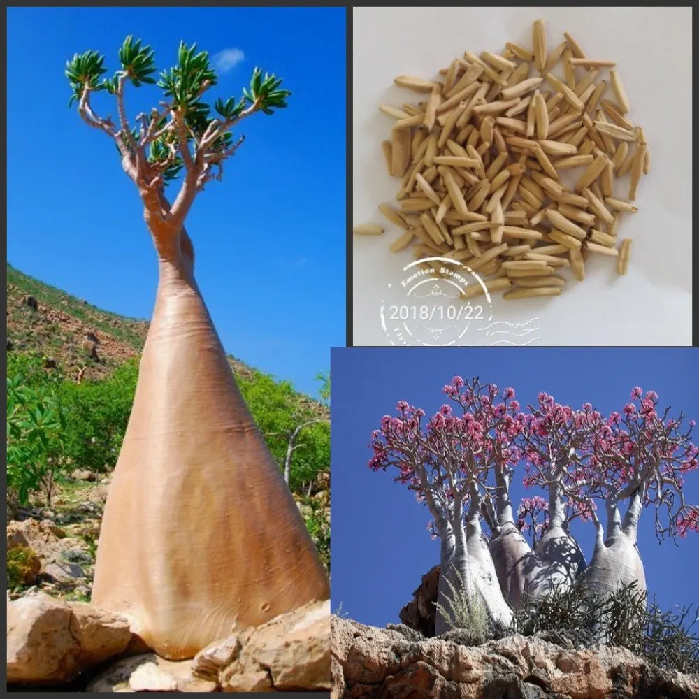 

100% Fresh Real " Adenium socotranum " - Adenium Obesum semillas - Bonsai Desert Rose Flower Plant Sementes