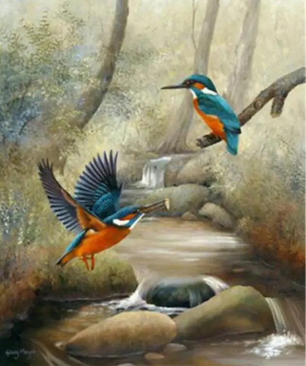 Kingfisher birds