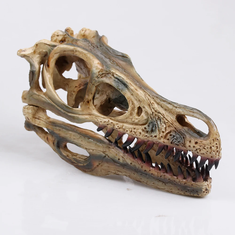 real velociraptor skull for sale