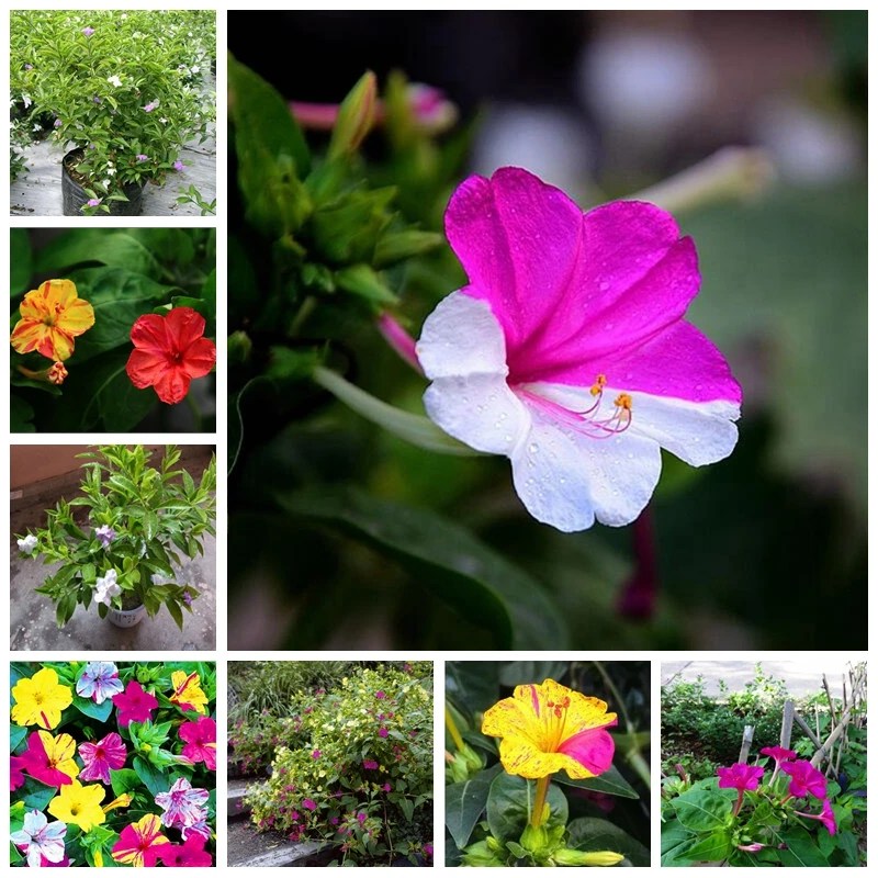 

Hot Sale 20 Rainbow Jasmine Plants Fragrant Plant Mixed Mirabilis Jasmine Bonsai Potted Planta for DIY Home Garden Pot Decor