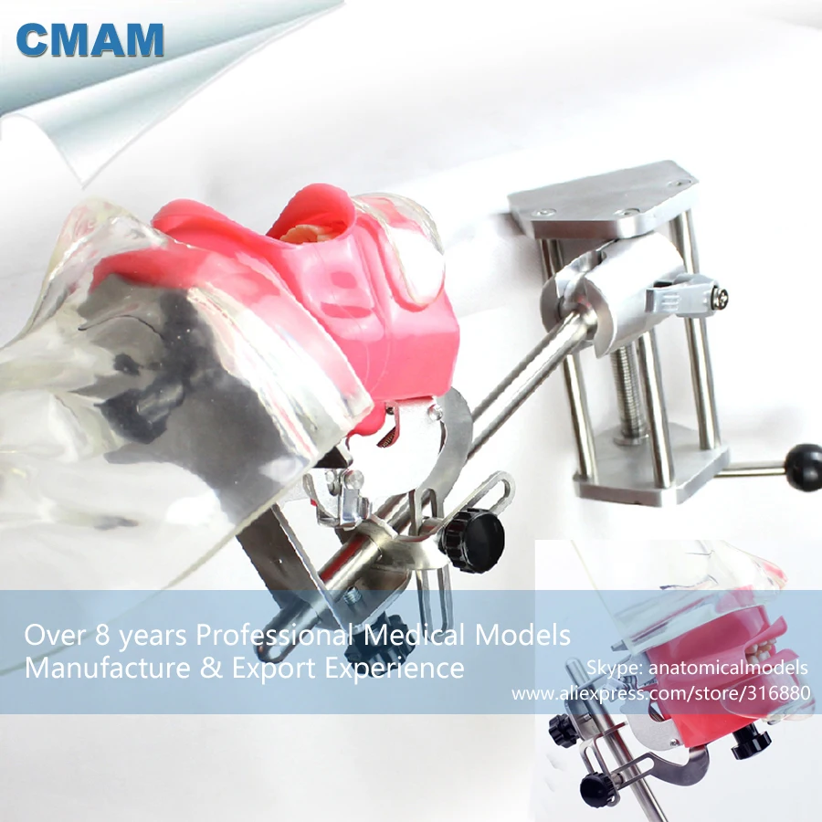 

12561 CMAM-DENTAL02-2 Table Phantom Head Tooth Prepare Practice Model