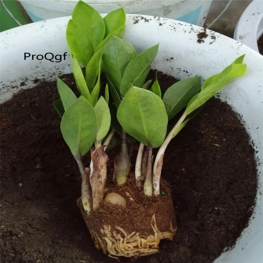 

Ngryise 10Pcs A Set Zamioculcas zamiifolia
