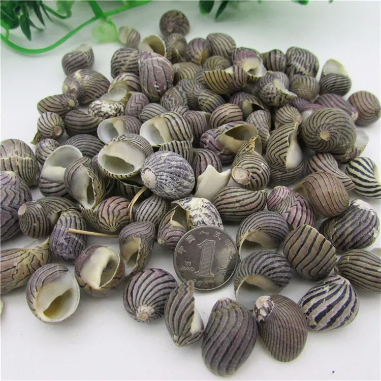 Watermelon Striped Natural Small Conch4