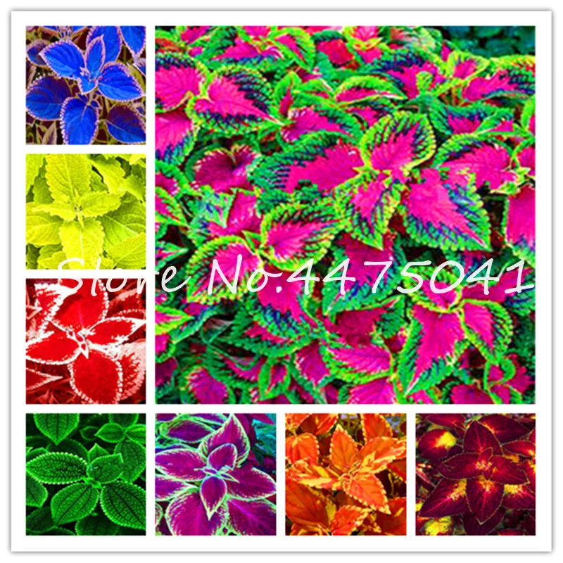 

Hot ! 200 Pcs Rainbow Exotic Coleus Bonsai Rare Flowers Potted Bonsai Garden Courtyard Balcony Begonia Flower Plants Mix Colors
