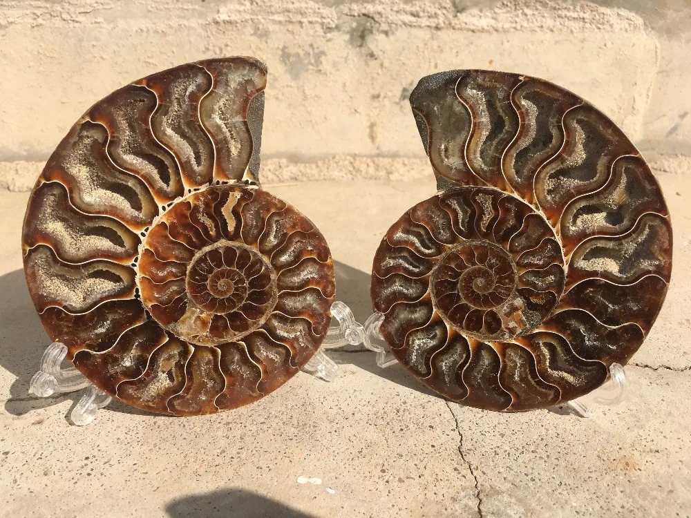 234 г 1 шт. натуральный ломтик раковины полированный Fossil madasca | Дом и сад