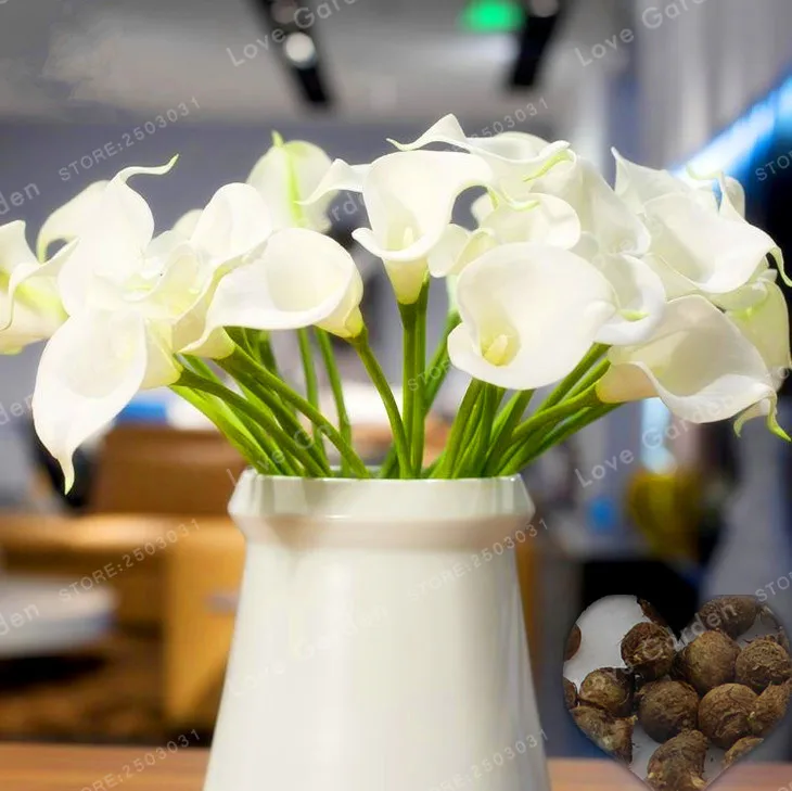 2 лампочки Calla Flower,(Калла Лилия бонсай), настоящие белые лампочки Calla Lily, символизируют любовь, элегантный благородный цветок