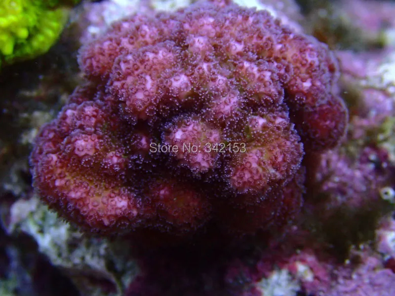 Coral led lamp (5)