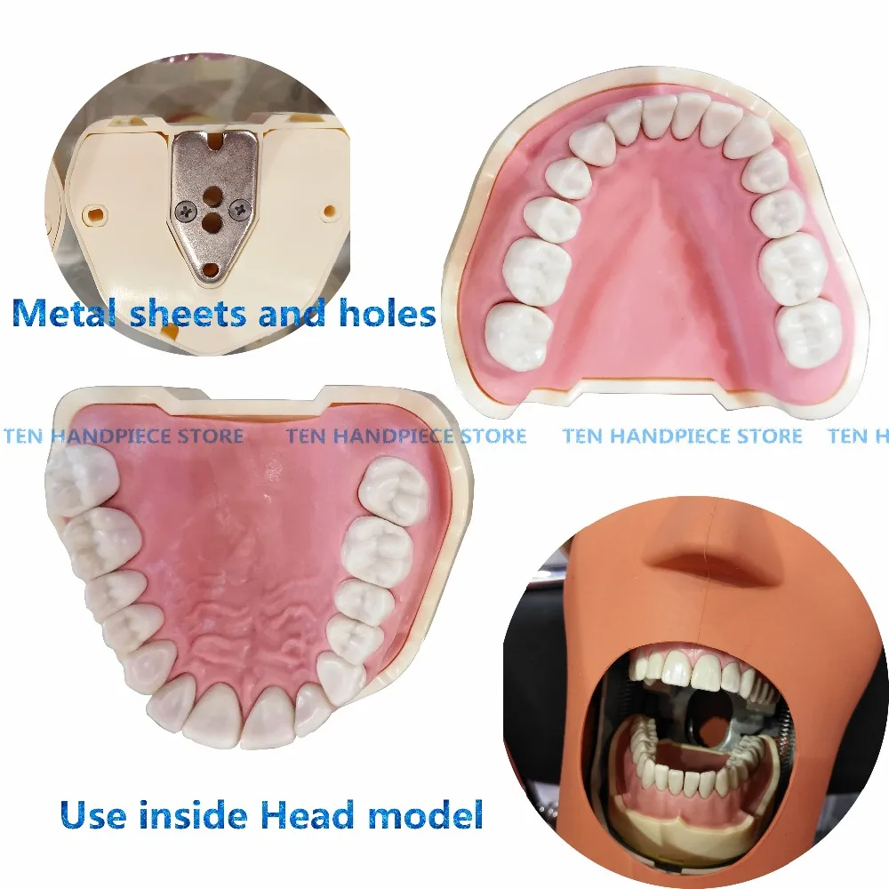 Стоматологическая мягкая для зуб и десен модель Съемная 28 шт./32 шт. зубы NISSIN 200 KAVO голова модель совместимая зубной обучения