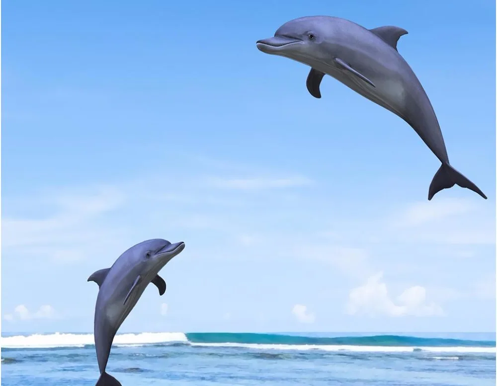 14 16 46 De Descuento Papel Pintado 3d Foto Personalizada Mar Coco Arbol Delfines Saltar Paisaje Pintura Habitacion Papel Pintado Para Paredes Pared 14 16 46 De Descuento Papel Pintado 3d Foto Personalizada Mar Coco Arbol Delfines Saltar Paisaje Pintura Habitacion Papel Pintado Para Paredes Pared