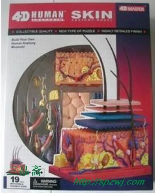 

SKIN SECTION ANATOMY MODEL CONSISTS OF 19 PARTS Skin and Hair Model Teaching Aids
