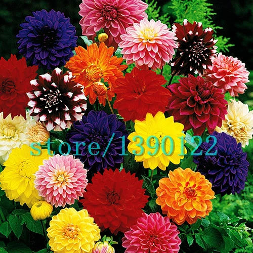 100pcs Dinner Plate rainbow Dahlia seeds, Chinese Peony bonsai flower seeds ,22 colors to choose, for home garden plantting
