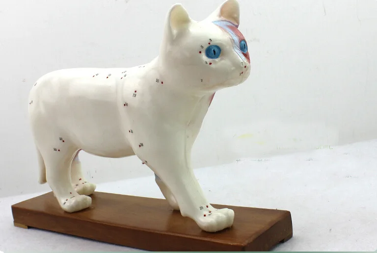 Modele Anatomique De Chat Modele De Point D Acupuncture De Chat Modele Educatif Modele De Chat Aliexpress