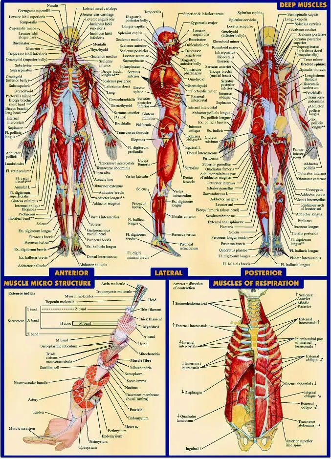 Free shipping,Human Body Anatomical Chart Muscular System Fabric,Poster HD HOME WALL Decor ...