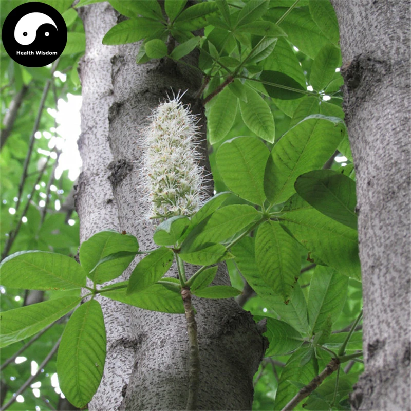 Купить Aesculus дерево Semente 20 штук завод Aesculus Chinensis для семь листья дерева