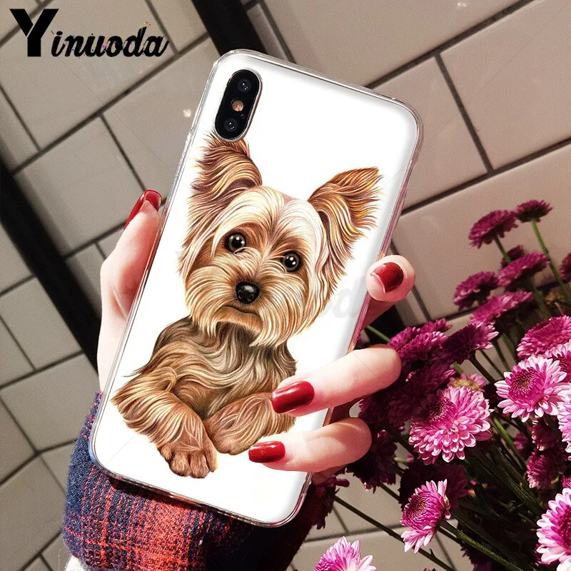 Yorkshire terrier dog