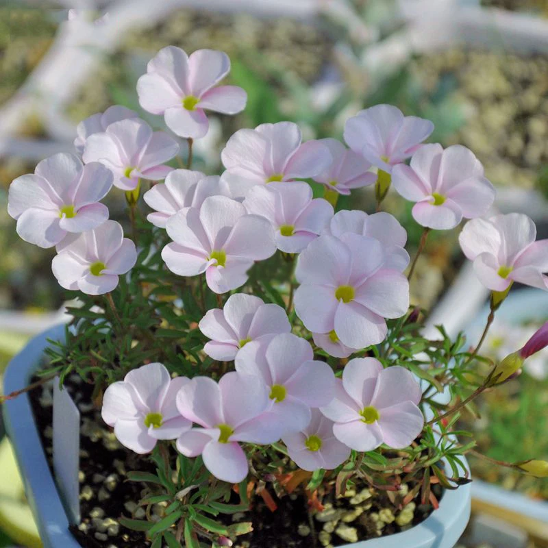 

100pcs Rare Oxalis glabra pinky white Oxalis Flowers bulbs color rotary perennial bonsai plant For home Garden