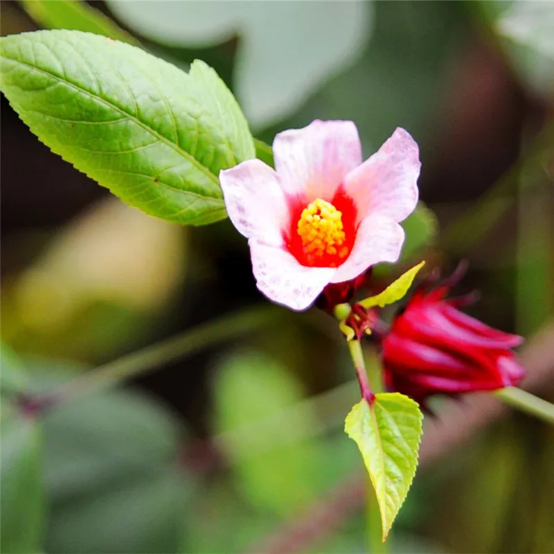 100 PCS / bag Roselle Ilibiscus Roselle Juice Tea Hibiscus Sabdariffa Maintain Beauty And Keep Young Bonsai Garden Flower Plant