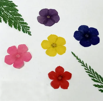 

120pcs Pressed Dried 2.5cm Phlox Drummondii Flowers Plant Herbarium For Jewelry Craft Phone Case Postcard DIY Making Accessories
