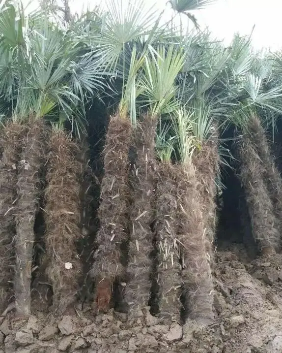 piassava rope