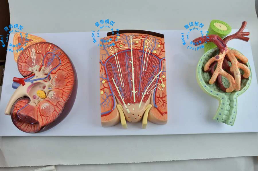Бесплатная доставка блоки почек и модель Nephron Glomerulus анатомия мочевой системы