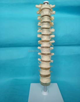 

Medical Natural Size Thoracic Column With Nerve anatomia brain skeleton Human Skeleton Anatomical organizadores Display Model