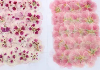 

120pcs 4-7cm Pressed Dried Godetia Flowers Plants Herbarium For Jewelry Postcard Phone Case Photo Frame Bookmark Craft DIY