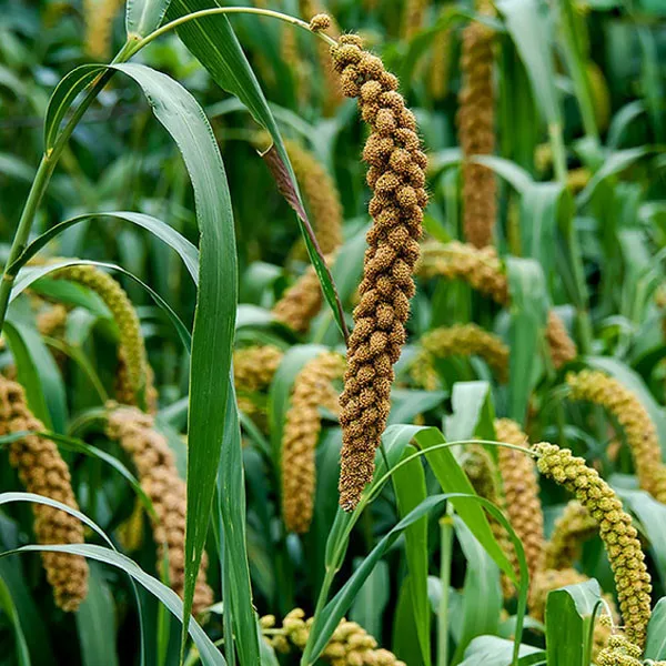 Ornamental fruit seeds foxtail millet, Setaria italica seeds, millet