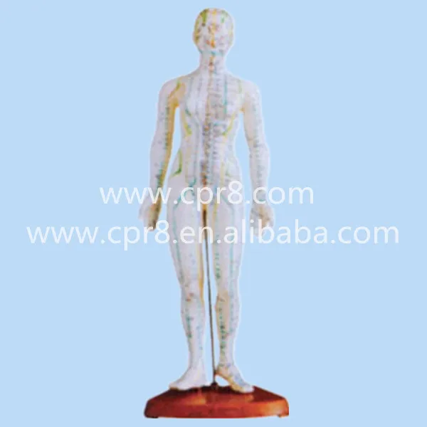 

BIX-Y1009 Body Acupuncture Main 48CM, Human Body Acupuncture Moxibustion Manikin Model