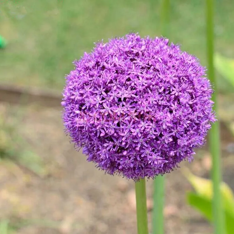 120 pcs/pack Purple Giant Allium Giganteum Beautiful Flower bonsai Garden Plant the budding rate 95% rare flower for kid 120 pcs/pack Purple Giant Allium Giganteum Beautiful Flower bonsai Garden Plant the budding rate 95% rare flower for kid