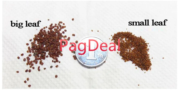 Glossostigma seed07