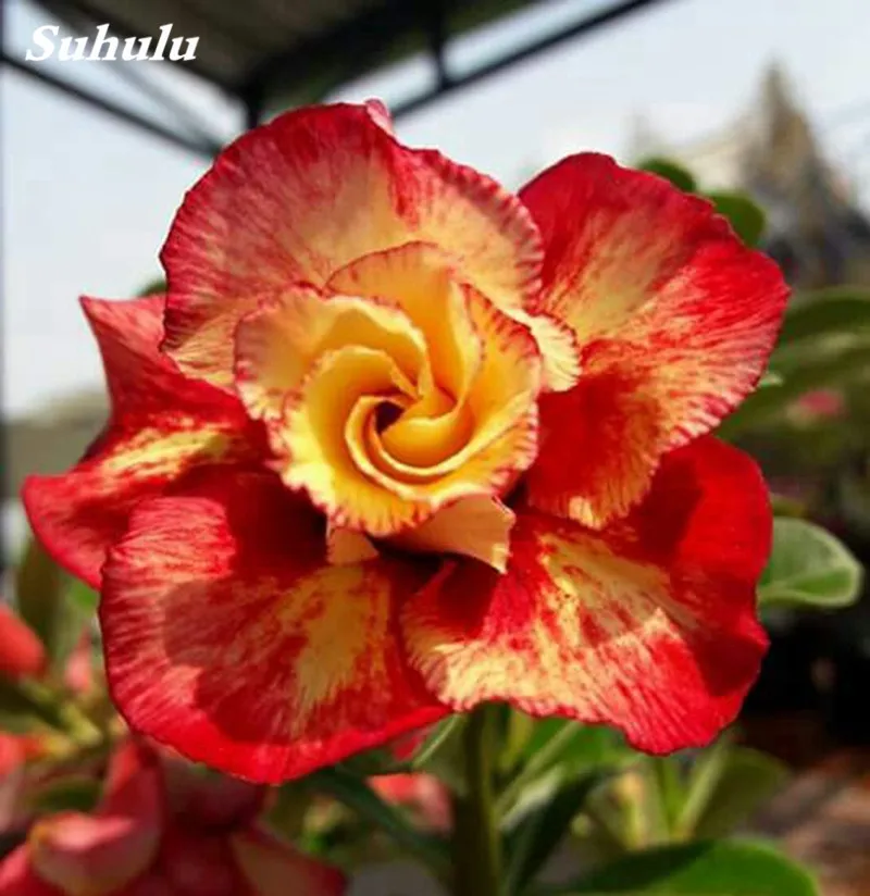 2 pcs Mini Bonsai Desert Rose Planta Exotic Adenium Obesum Plant Flower Indoor Plants Air Purification Home Garden Potted Flower