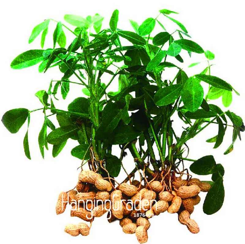 

New Fresh 2 pcs/Lot Garden organic plants peanut bonsai, vegetable flores and also fruit plantas potted plants jardin,#G9787F