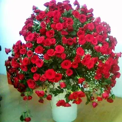 50 шт Китайская красная роза дерево великолепные яркие цвета DIY домашний сад украшения балкон двор Цветок завод бесплатная доставка