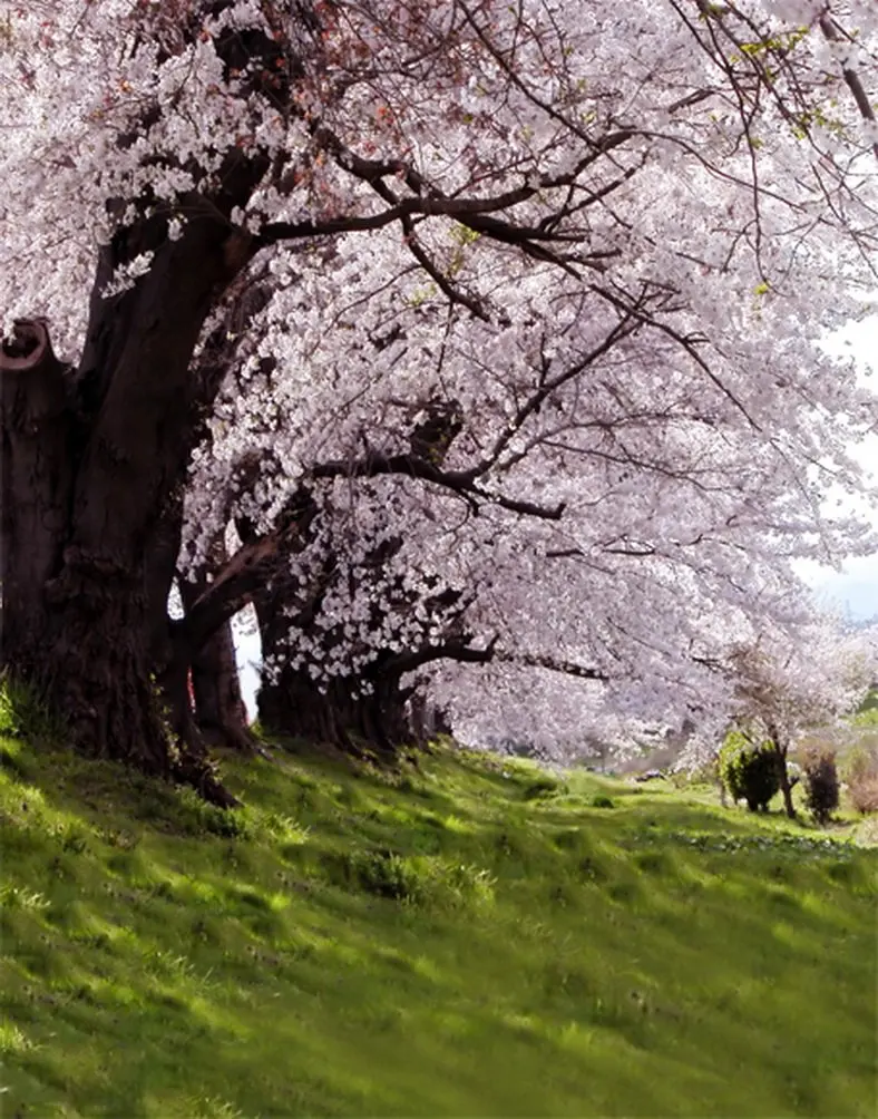 

5x7ft Pink Flowers Tree Green Lawn Landscape Photography Backdrops Photo Props Studio Background