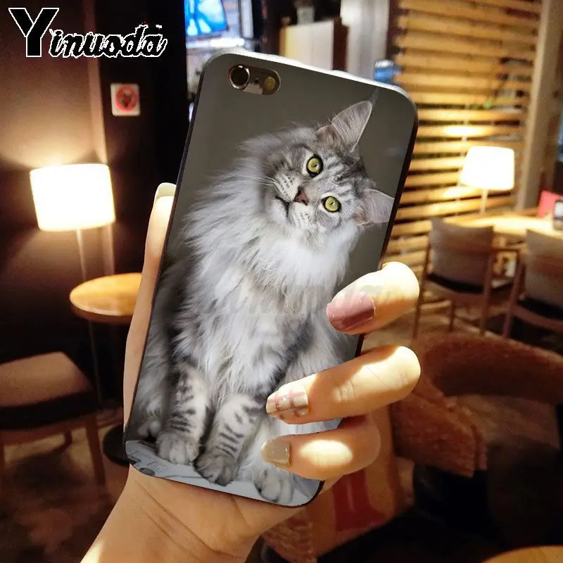 pet maine coon cat